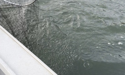 Catch Multiple Species of Fish!