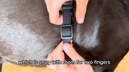 Blue-9 Balance No-Pull Dog Harness