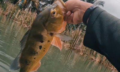 Puchong Report Video 2