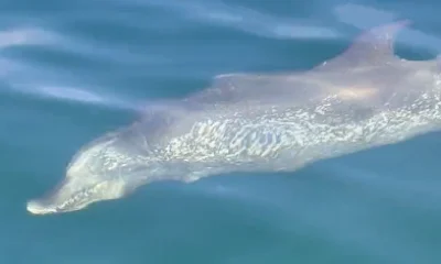 Palm Coast Report Video 0