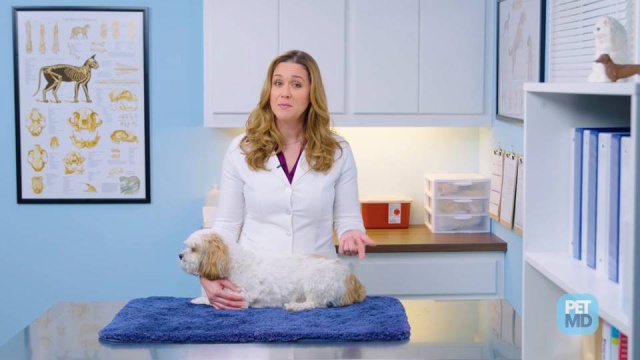 do female dogs still get their period after being spayed