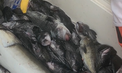 Virginia Beach Report Video 1