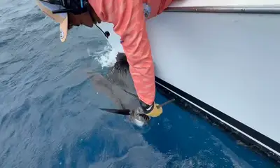 Captain David put us in fish!