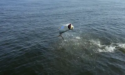 Jacksonville Report Video 1