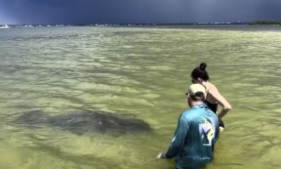 Manatees, Sanddollars, Seashells and Good Vibes!