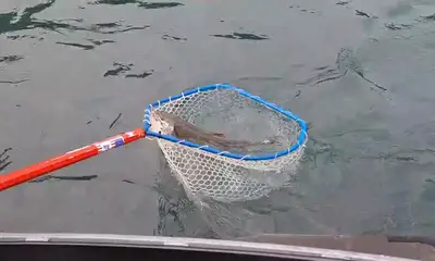 bravo captain