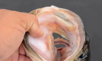 Clewiston Report Video 2