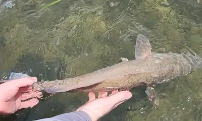 Crystal River Report Video 0