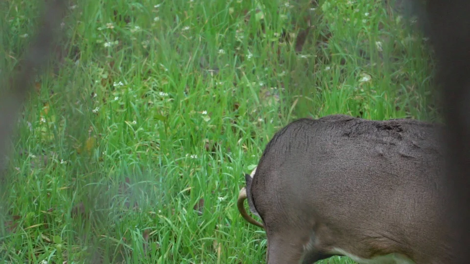 How To Make Food Plot Planting Easier With Small-Scale Equip - North  American Whitetail