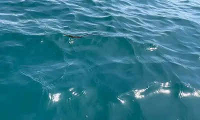 Herradura Report Video 0