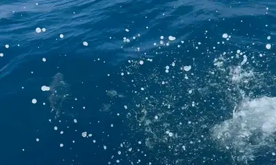 Malé Report Video 0