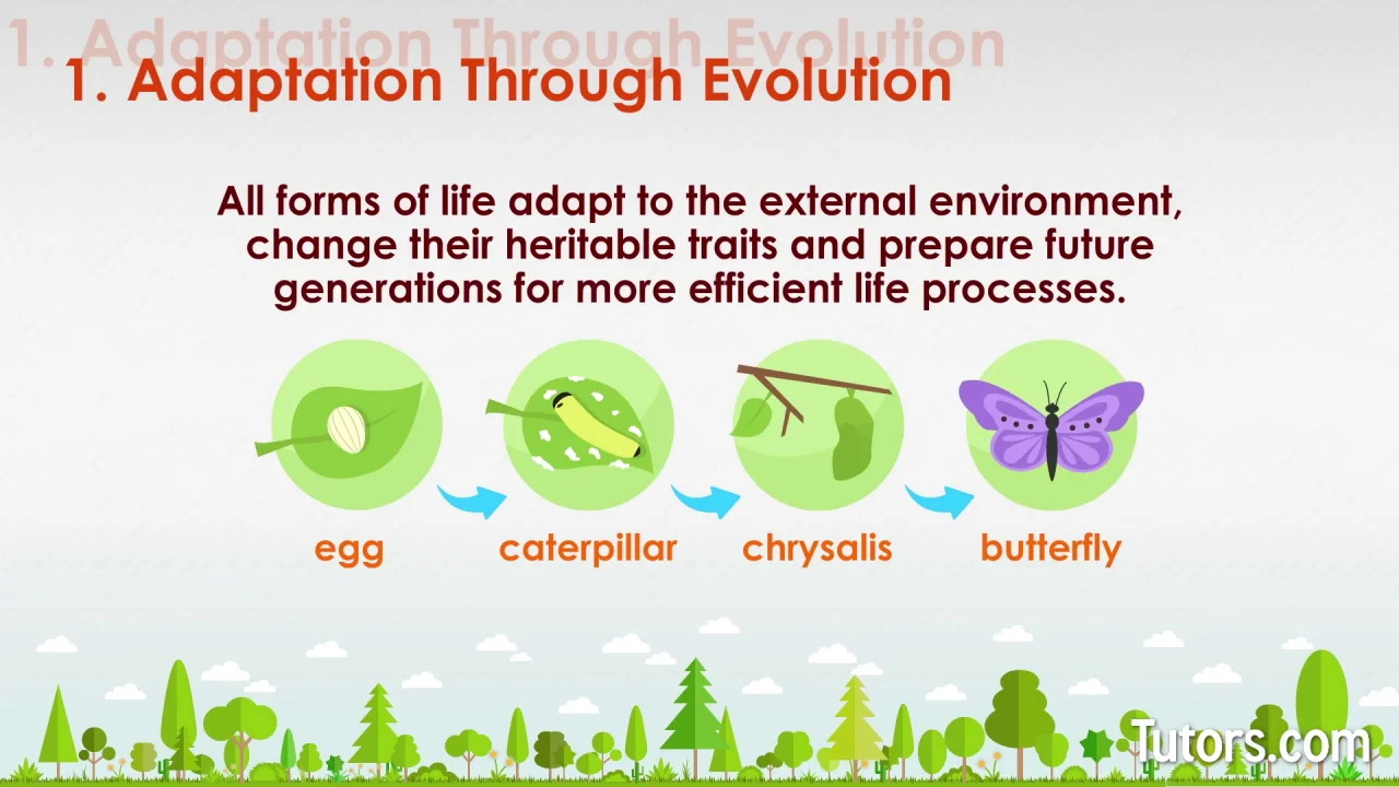 8 Characteristics of Life in Biology