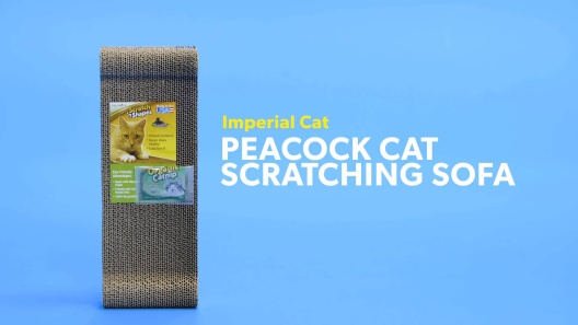 Play Video: Learn More About Imperial Cat From Our Team of Experts