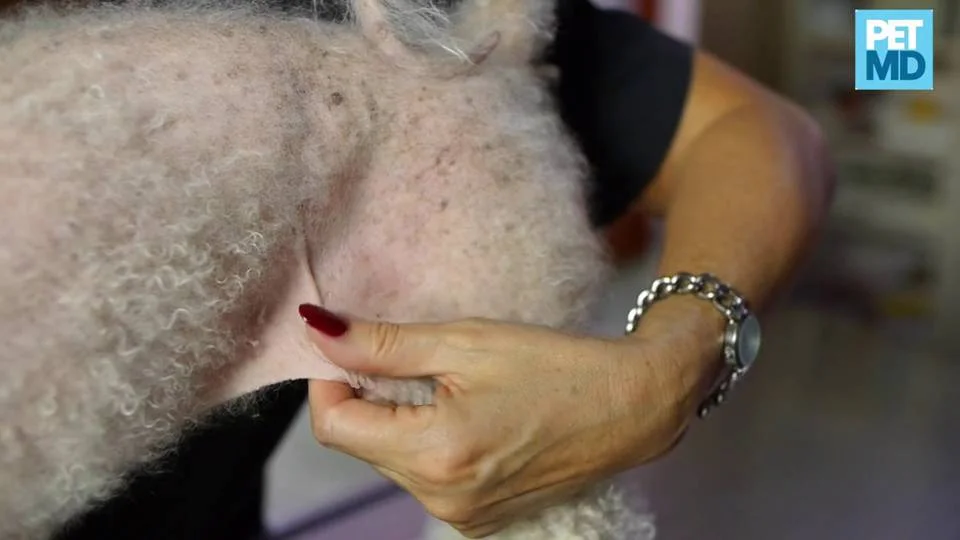 what can cause bumps on a dogs skin