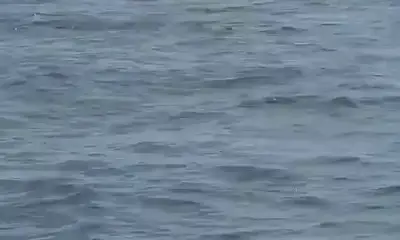 Marlin action