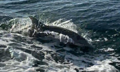 great times, great fishing, great captain and crew!! 