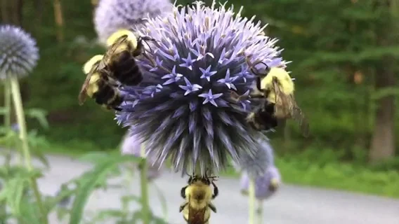 Blue Glow Globe Thistle | Bee-Friendly Blooms Blue Glow Globe Thistle | Bee-Friendly Blooms