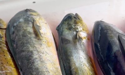 Pompano Beach Report Video 0