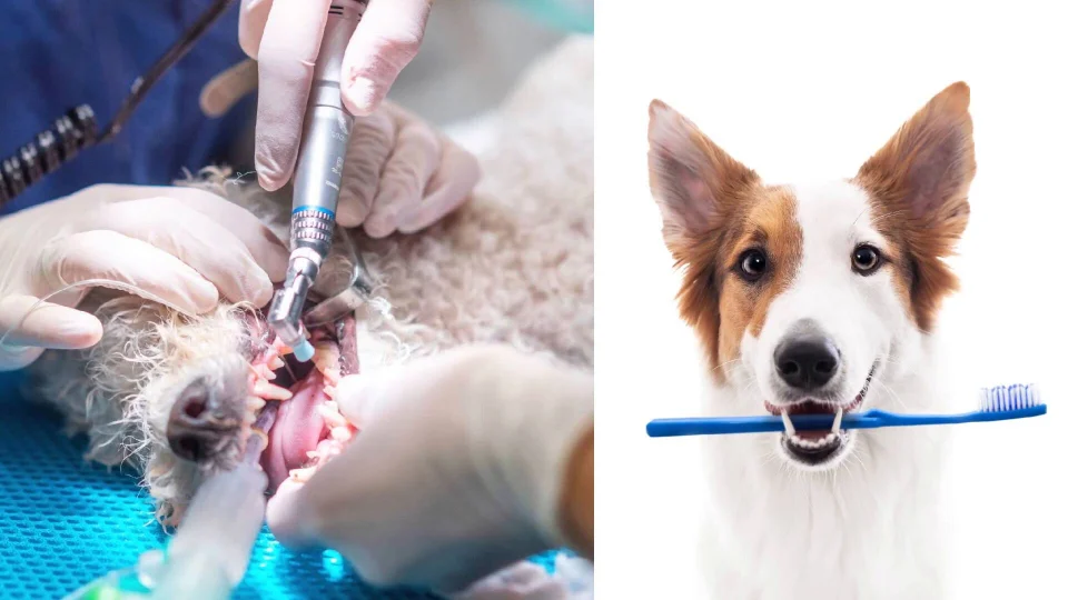 Keeping your pets teeth clean | Australian Veterinary A. Keeping your pets teeth clean | Australian Veterinary A.
