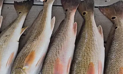 Hey put us on the red fish!