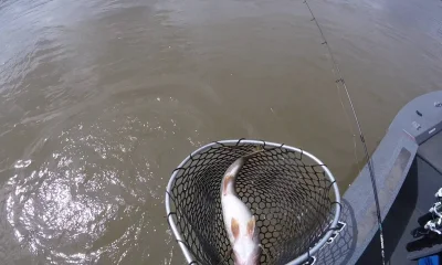 Harding Report Video 2