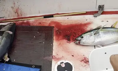 Honolulu Report Video 0