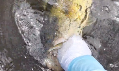 Fort Lauderdale Report Video 0