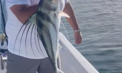 San Jose del Cabo Report Video 0