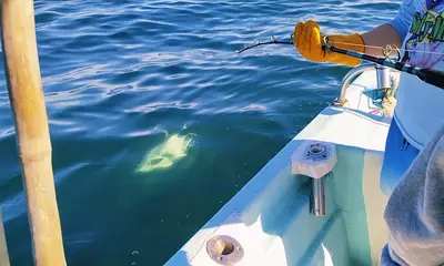 Puerto Vallarta Report Video 0