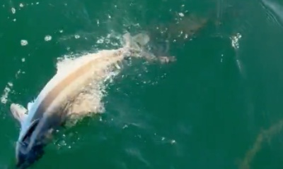 Tampa Report Video 1