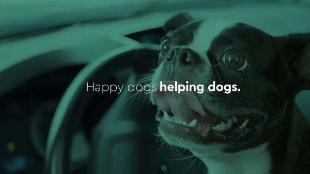 Drive Up Pups