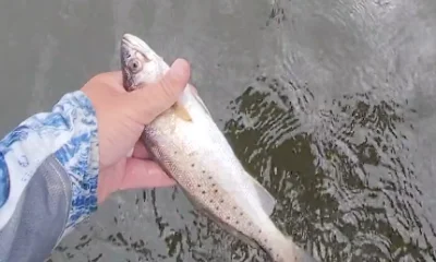 Lafitte Report Video 0