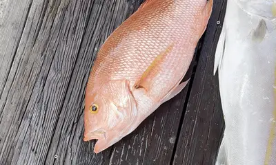 Pompano Beach Report Video 0