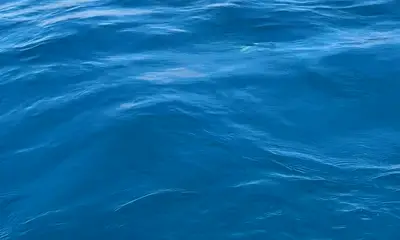 Great day of fishing and snorkelling!