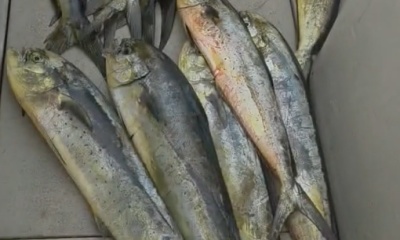 Haleiwa Report Video 0