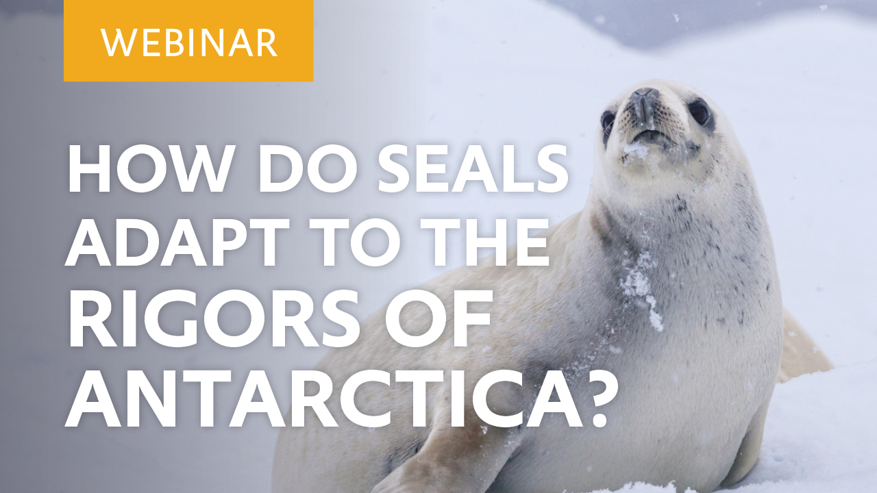 inar How do seals adapt to the rigors of the Antarctic?