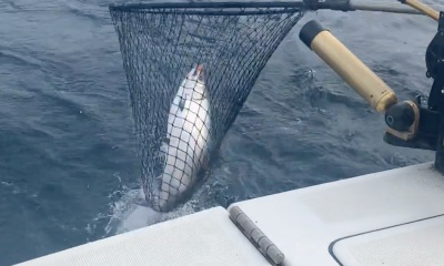 Leland Report Video 0