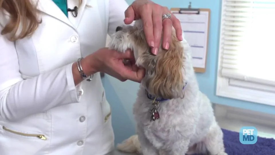 Eye drops outlet for blind dogs