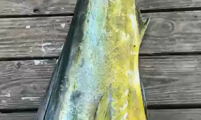 Bahamas Verslag Video 1