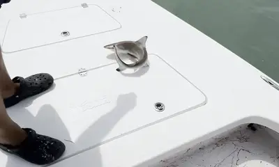 Texas Report Video 2
