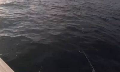 Carolina Report Video 0