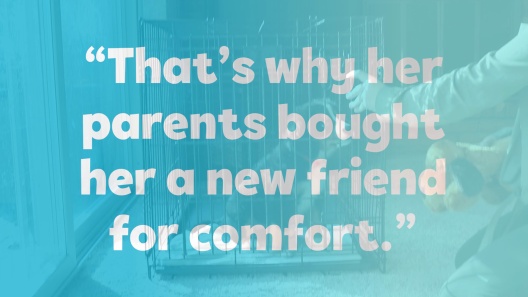 Purina Pro Plan Seafood Favorites Variety Pack Canned Cat Food