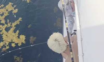 Destin Report Video 1