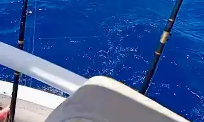 Gulf of California Report Video 3