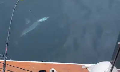 Dana Point Report Video 0