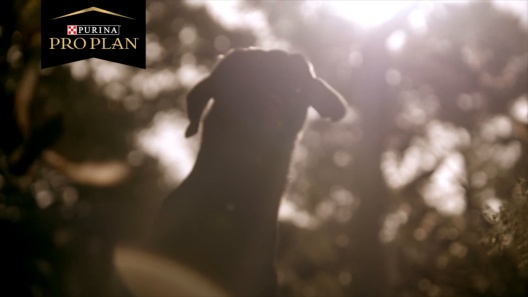 Play Video: Learn More About Purina Pro Plan From Our Team of Experts