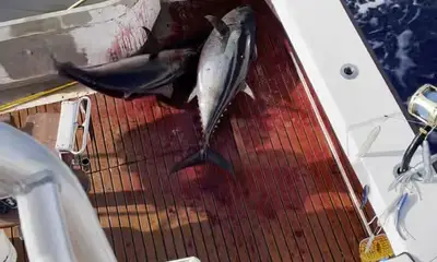 North Carolina Report Video 2