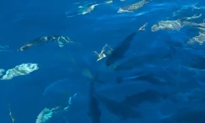 Key West Report Video 2
