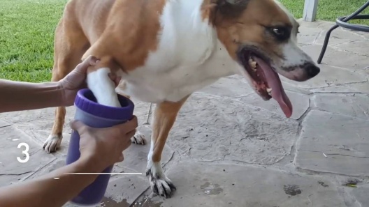 Dexas Popware for Pets Dexas MudBuster Portable Dog Paw Cleaner