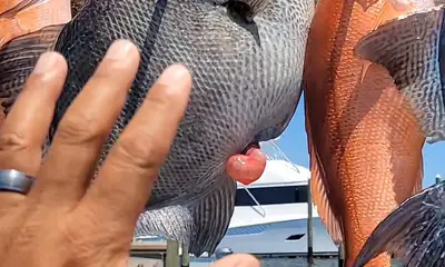 Florida Panhandle Report Video 2